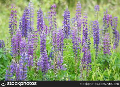 a larger number of narrow-lupine  Lupinus angustifolius . 