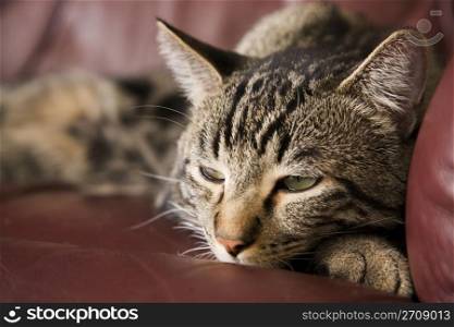 A lazy, tabby cat half asleep on a burgundy leather chair. Shallow DOF.