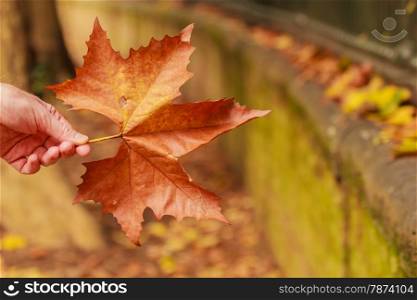 a leaf of a chestnut tree with the grain and the typical colors of the season due to the phenomenon of autumn foliage