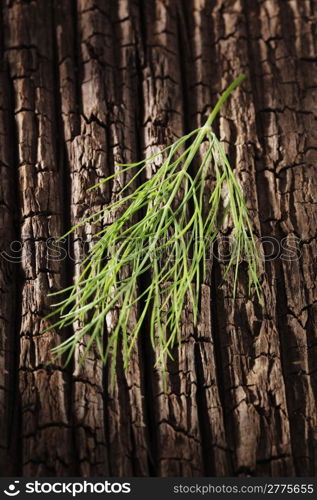 A Leaf of dill on old wooden background.