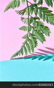 A leaf of fresh fern on a pink-blue double background with space for text and reflection of shadows. Foliage background. Natural mock-up of a fern leaf on a blue-pink double background with copy space and shadow pattern.