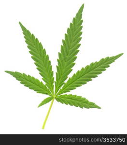 a leaf of marijuana (Cannabis sativa), isolated over white
