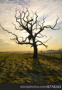 A leafless tree in rolling farmland in winter. North Yorkshire in the United Kingdom.