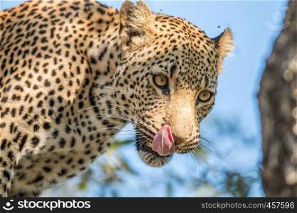 A Leopard licking himself in the Kruger National Park, South Africa.
