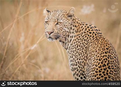 A Leopard looking back in the Kruger National Park, South Africa.