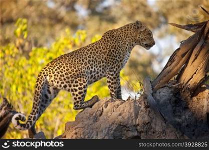 A Leopard (Panthera pardus) in the Okavango Delta in Botswana