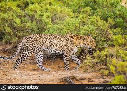 A leopard walking in the forest in Samburu Park in central Kenya. A leopard walking in the forest