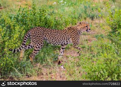 A leopard walking in the forest in Samburu Park in central Kenya
