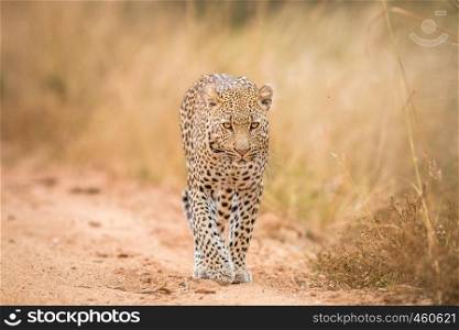 A Leopard walking towards the camera in the Kruger National Park, South Africa.