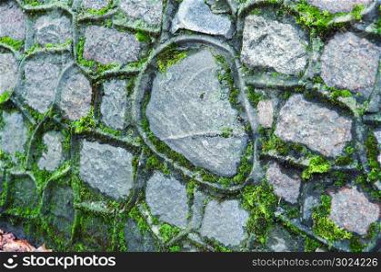 a lichen which grows on old stone wall, old wall covered with green moss. old wall covered with green moss, a lichen which grows on old stone wall