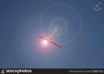 A light flare centred on a seagull