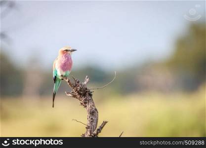 A Lilac-breasted roller on a branch in the Okavango Delta, Botswana.