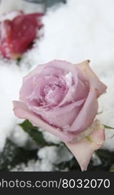 A lilac purple rose in the snow