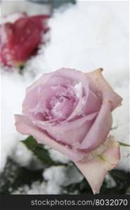 A lilac purple rose in the snow