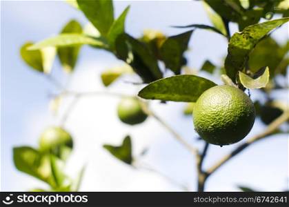 a lime is growing on a tree, for conceptual usage.