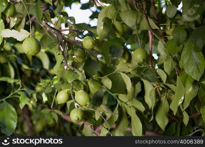 A lime tree