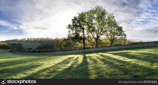 A line of autumn trees backlit by sun casting shadows onto grass in foreground