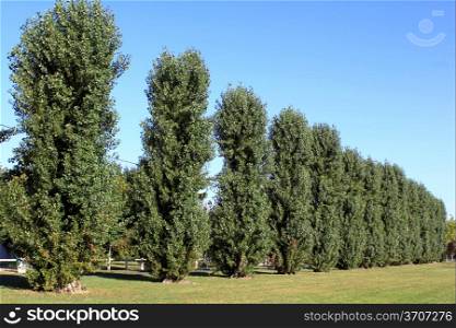 A line of trees on a background of blue sky in a summer park