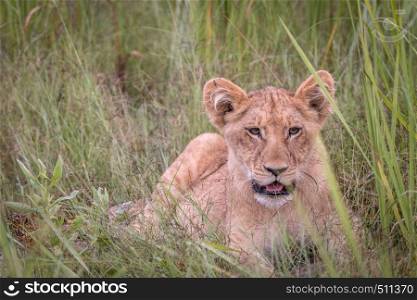 A Lion cub relaxing in the grass in the Okavango Delta, Botswana.