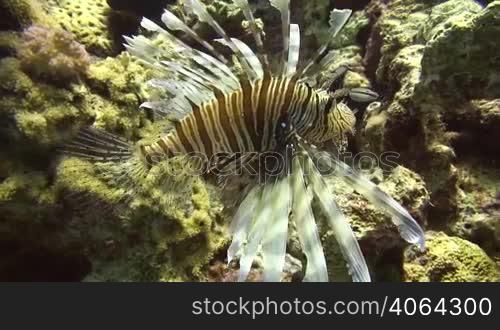 A Lion fish swims between some coral rocks.