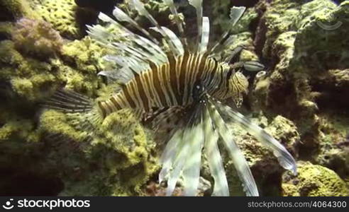 A Lion fish swims between some coral rocks.