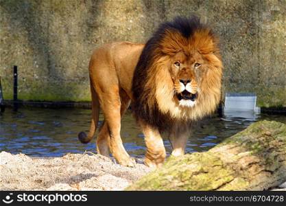 A Lion, King of the Jungle.