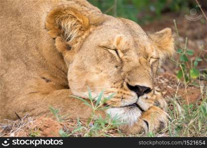 A lioness is slepping in the gras of the savanna. Lioness is sleeping in the grass of the savanna