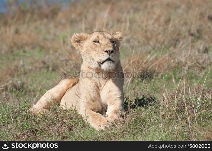 A lioness lies in some short grass on a low hill inside the ngorongoro crater while enjoying the early morning sun. She stares out infront of her.