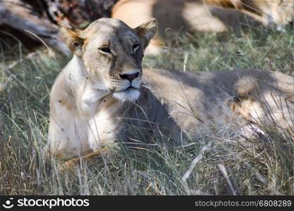A lioness lying . A lioness lying under a tree in West Tsavo Park in Kenya