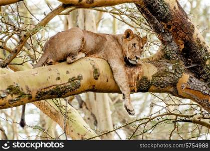 A Lioness lying in the branch of a Fever Acacia tree with her right leg hanging down. Her head is turned to her right and she is looking out at nothing specific in the distance, almost like she is daydreaming.