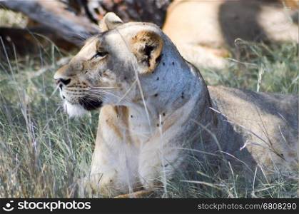A lioness lying under . A lioness lying under a tree in West Tsavo Park in Kenya