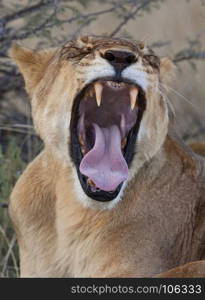 A lioness (Panthera leo) in the Savuti region of Botswana.