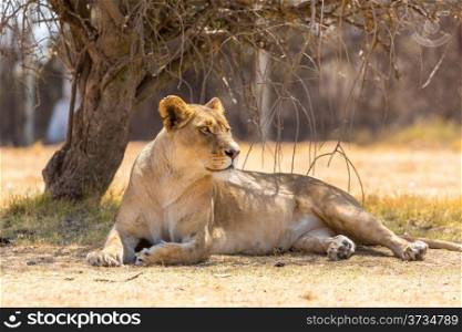 A lioness resting under the shade of a small tree at a national park in South Africa