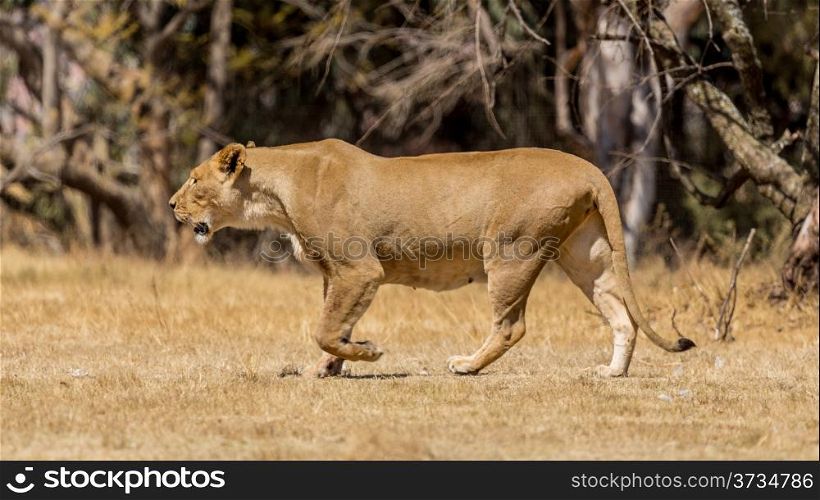 A lioness strolling around in the dry savannah lands of at a national park in South Africa