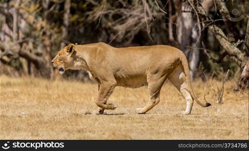 A lioness strolling around in the dry savannah lands of at a national park in South Africa