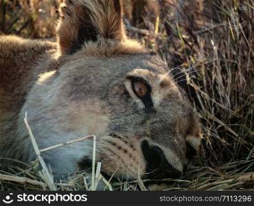 a lioness under the trees, Chobe park reserve, Botswana