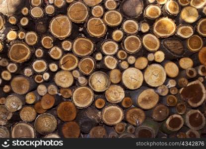 a lipe of cut stump log texture