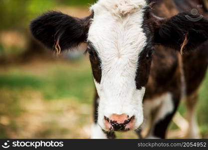 A little and white calf. Close-up of head.. A small calf in the pasture.