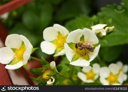 A little bee on the strawberry blossom