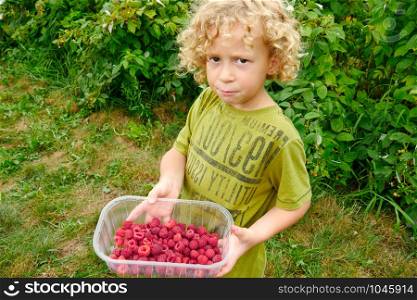 a little blond boy picking raspberries in the garden