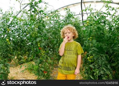 a little blond boy picking tomatoes in the garden