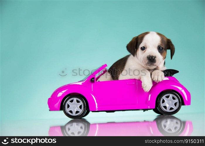 A little dog in a pink car