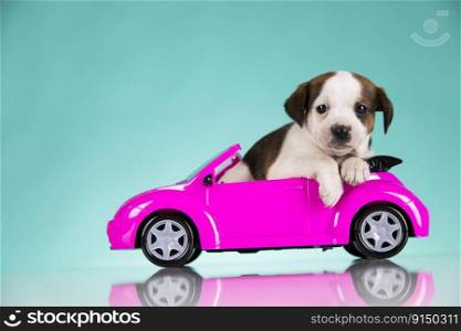 A little dog in a pink car