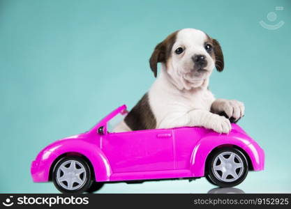 A little dog in a pink car