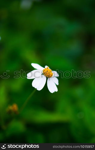 A little flowers, white petals and yellow stamens on blurred green grass background, selective focus.