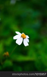 A little flowers, white petals and yellow stamens on blurred green grass background, selective focus.