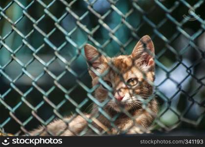 A little ginger tabby kitten closeup behind green wire fencing net