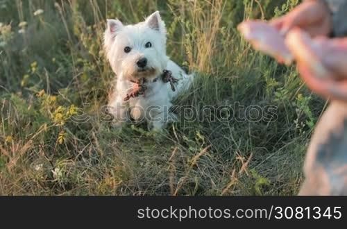 A little girl is holding halves of a sandwich in her hands and is feeding a dog. Close-up of children&acute;s hands with a sandwich and a small dog. Sunset. Slow motion.