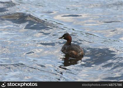 A Little Grebe or Dabchick Swimming