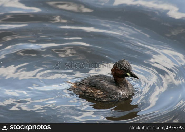 A Little Grebe or Dabchick Swimming